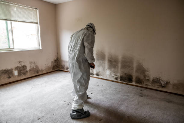 Best Emergency Mold Remediation in George, IA